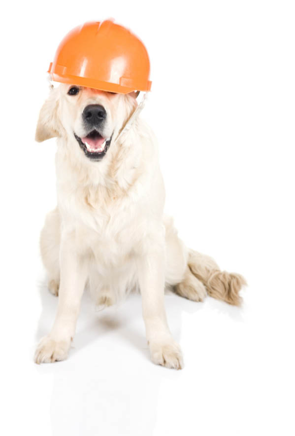 A nine month old golden retriever in a hardhat on a white background.