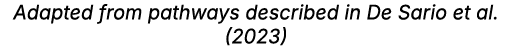 Adapted from pathways described in De Sario et al. (2023)